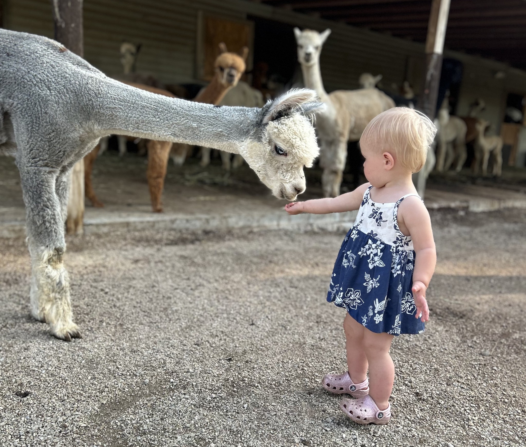Pure Passions Farm - Kids Love the Animals